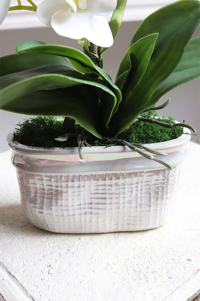 Mini Pearl 2, gumowy storczyk w porcelanowej osłonce