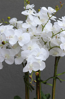 Grande Fiberglass White, efektowny storczyk w białej donicy