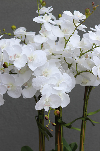 Grande Fiberglass White, efektowny storczyk w białej donicy