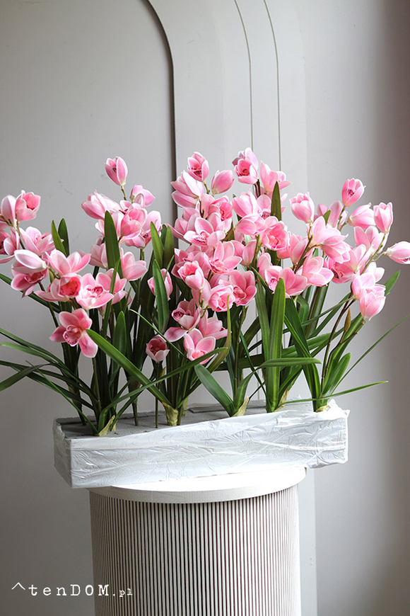 Pink Cymbydium Saute, storczyk w stretchu do obsadzenia