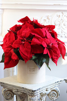 Gwiazda Betlejemska Beige 2, flowerbox zimowy, beżowy welur