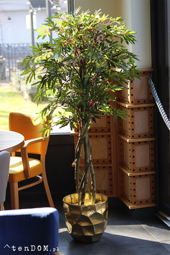 Klon Japoński, sztuczna roślina w złotej donicy, wys.165cm