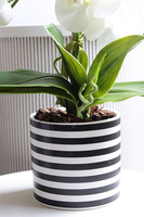 Fornasetta Stripes, sztuczny storczyk w ozdobnej donicy