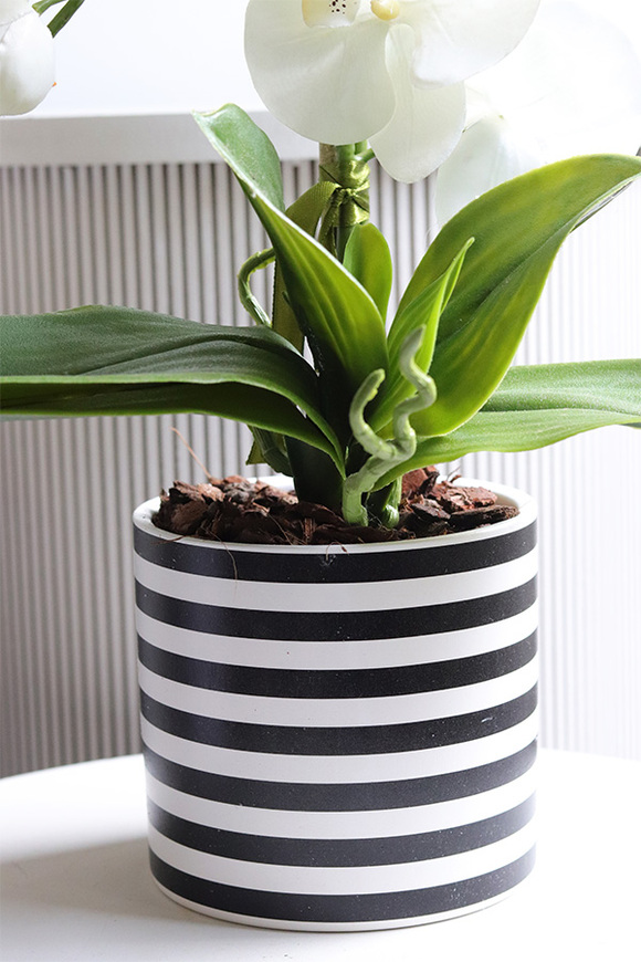 Fornasetta Stripes, sztuczny storczyk w ozdobnej donicy