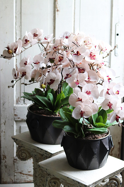 Vesuvia, storczyk w czarnej metalowej donicy, wys.66cm 