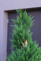 Cyprys Fiberglass, sztuczna roślina w doniczce