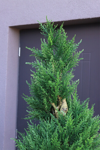 Cyprys Fiberglass, sztuczna roślina w doniczce