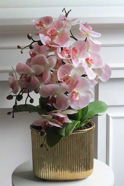 Pink Hillton, gumowy storczyk w złotej donicy