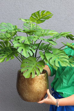 Monstera Gold Hillton 3, drzewko sztuczne w donicy, wys.72cm 