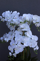 Marmurra, biały storczyk w marmurkowej donicy