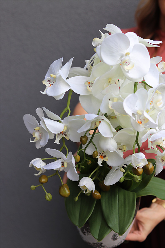 Blerana, storczyk w doniczce