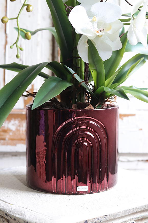 Cherry Wine Moment, storczyk w czerwonej doniczce