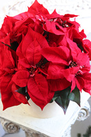 Gwiazda Betlejemska Beige 2, flowerbox zimowy, beżowy welur