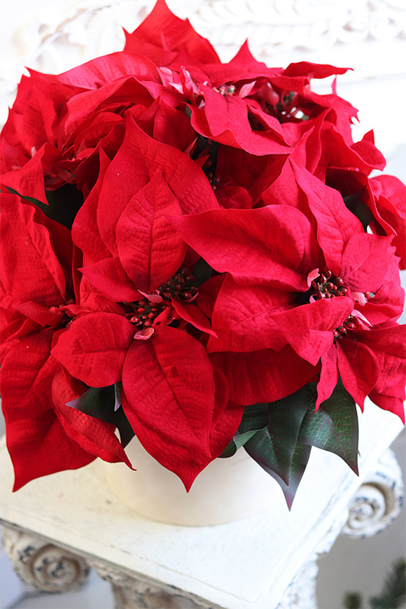 Gwiazda Betlejemska Beige 2, flowerbox zimowy, beżowy welur