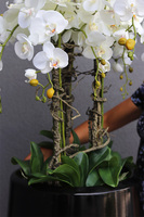 Ferina Black Grande, storczyk w donicy fiberglass