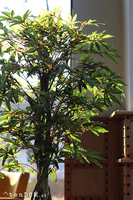 Klon Japoński, sztuczna roślina w złotej donicy