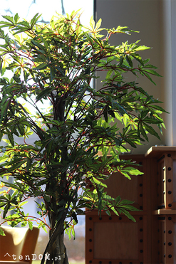 Klon Japoński, sztuczna roślina w złotej donicy, wys.165cm