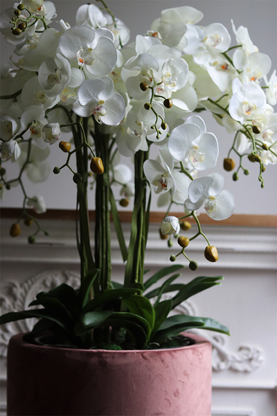 Pink Cavallo, bogaty storczyk w welurowej osłonce