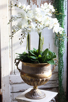 bogaty storczyk w złotym pucharze, Palazzino, wys.100cm