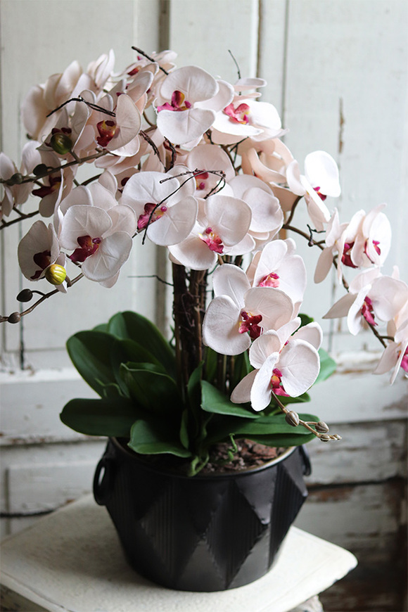 Vesuvia, storczyk w czarnej metalowej donicy, wys.66cm 