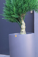 Cyprys Fiberglass, sztuczna roślina w doniczce