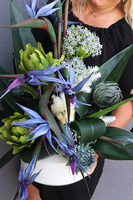 Niebieska Strelicja 2, egzotyczna kompozycja w donicy