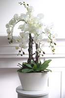 sztuczny storczyk w wąskiej donicy