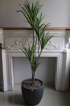 Dracena Concrete, sztuczne drzewko w betonowej donicy, wys.151cm