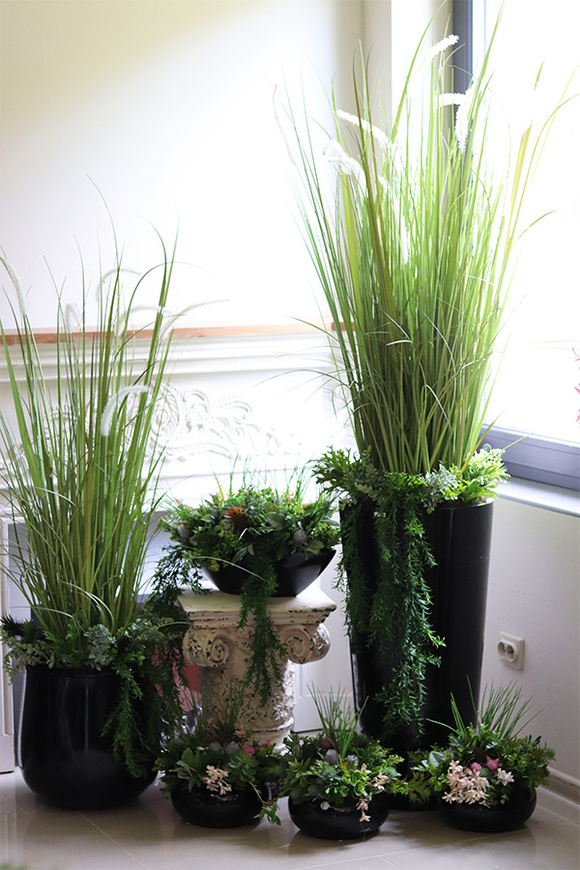 Green Terrance Laos, kompozycja sukulenty w czarnej donicy