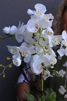 Gretiena Big, sztuczny storczyk w doniczce ombre