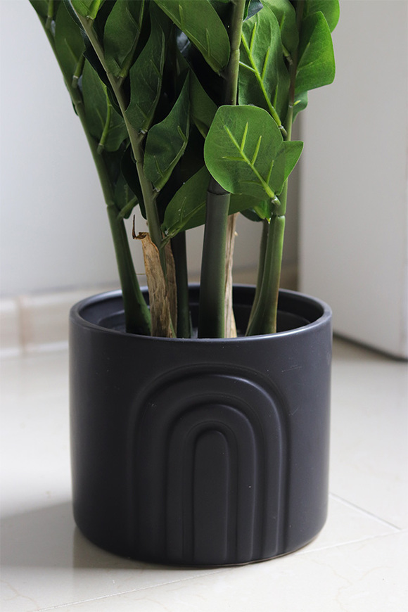 Zamiokulkas Black Moment, kwiat doniczkowy w osłonce