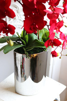 Karminowy Dom Manfredo, czerwony storczyk w wąskiej donicy