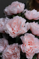 pastelowy bukiet nagrobny we wkładzie, Peonies