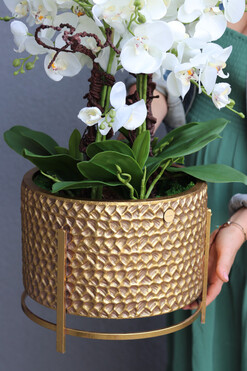 Goldenario Medium, biały storczyk w złotej donicy, wys.76cm