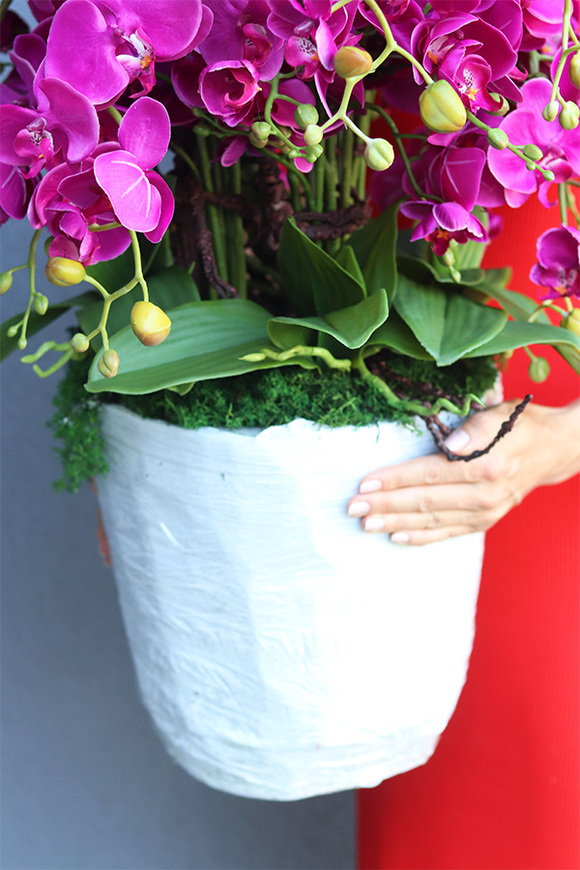 Cavallo Fuksja Saute, storczyk w stretchu do Twojej donicy