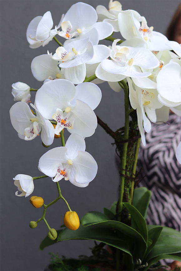 ekskluzywny storczyk w biało-srebrnej donicy, Betrata, wys.58cm