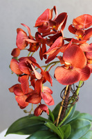 miedziany storczyk w złotej donicy, Mallona Red, wys.53cm