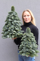 Nobilis, świąteczna choinka z żywych gałązek