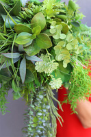 Renoma, zielona kompozycja sukulenty do twojej donicy