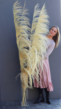 Pampasy Giant, bukiet suszonych traw w wazonie, wys.215cm 