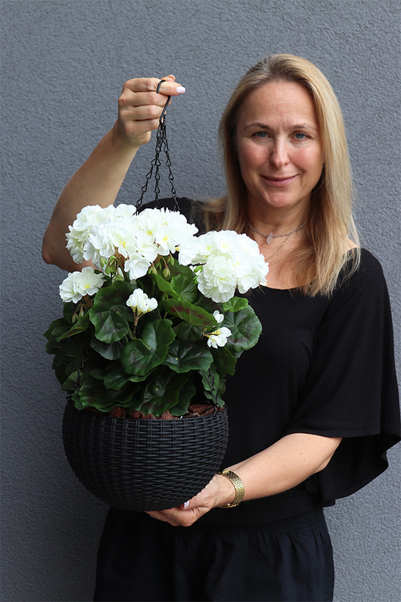 Pelargonia White, kompozycja pelargonie w wiszącej donicy