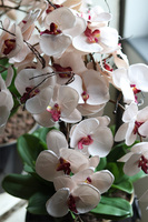 Vesuvia, storczyk w czarnej metalowej donicy, wys.66cm 