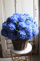 bardzo bogaty kosz hortensji, Blueste Provance, wym.56x47cm   