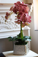 Kretaso Granada, gumowy storczyk