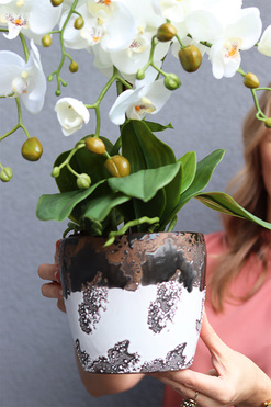 OD RĘKI Blerana, storczyk w doniczce, wys.60cm