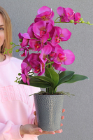 Fuksja Grimana, gumowy storczyk w naczyniu