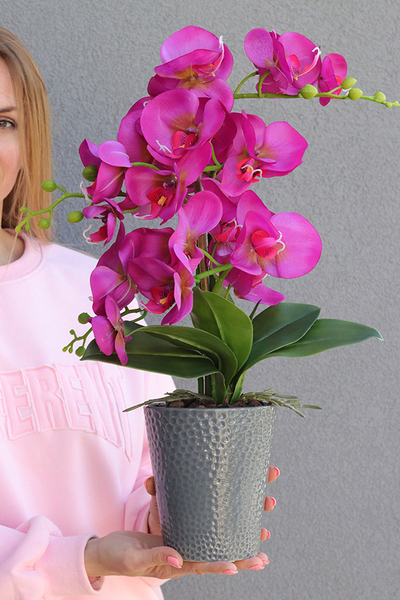 Fuksja Grimana, gumowy storczyk w naczyniu