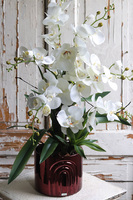 Cherry Wine Moment, storczyk w czerwonej doniczce