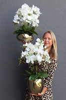 Jeanne Gold, storczyk w złotej doniczce