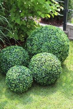 kula bukszpan, Alli, śr.30cm 